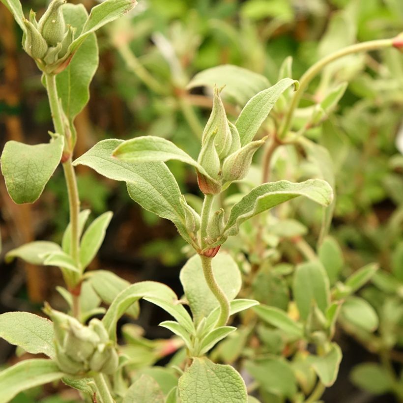 Cistus x argenteus Peggy Sammons - Rockrose (Foliage)