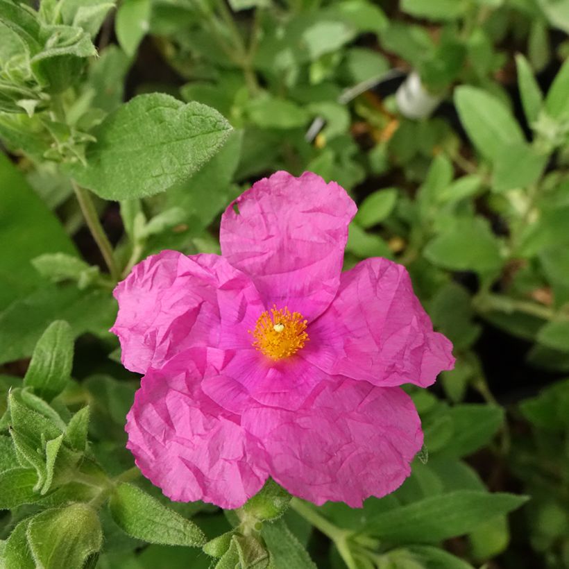 Cistus pulverulentus Sunset - Rockrose (Flowering)