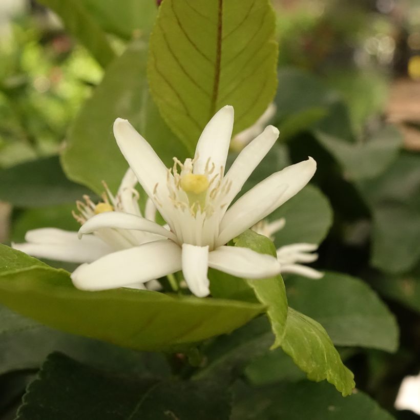 Citrus limon Cerza - Lemon Tree (Flowering)