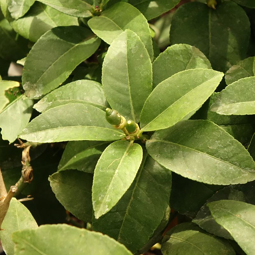 Citrus limon Lemox - Lemon Tree (Foliage)