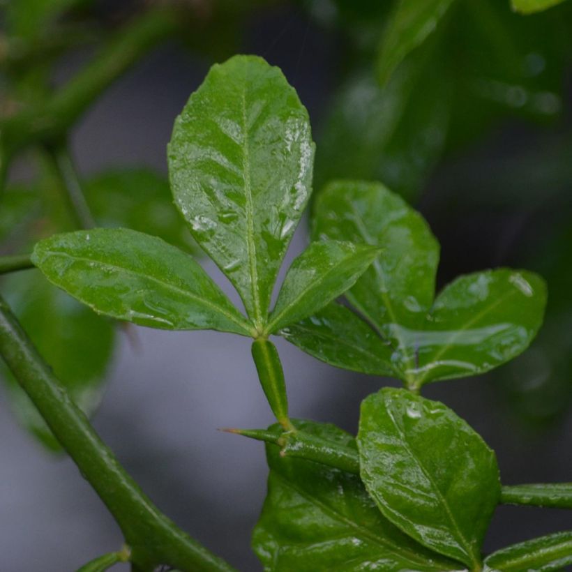 Poncirus trifoliata (Foliage)