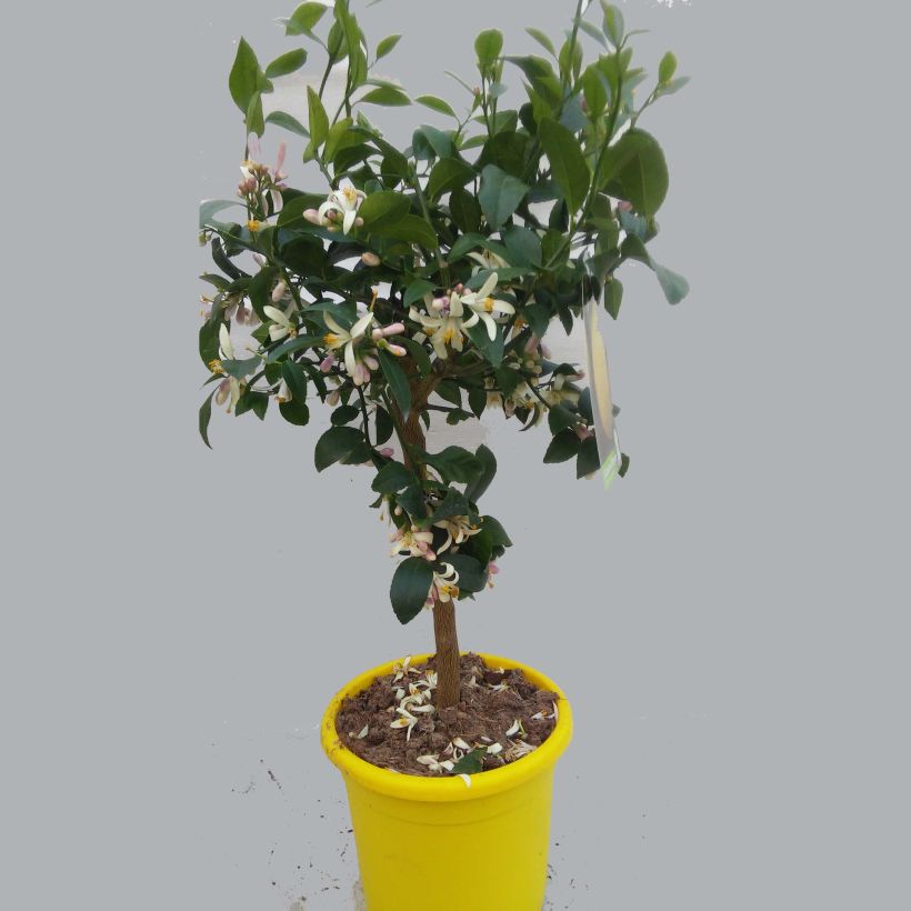 Example of Meyer Lemon Tree - Citrus x meyeri 4L/5L pot, Quarter standardShipped height around 50/60cm specimen as delivered