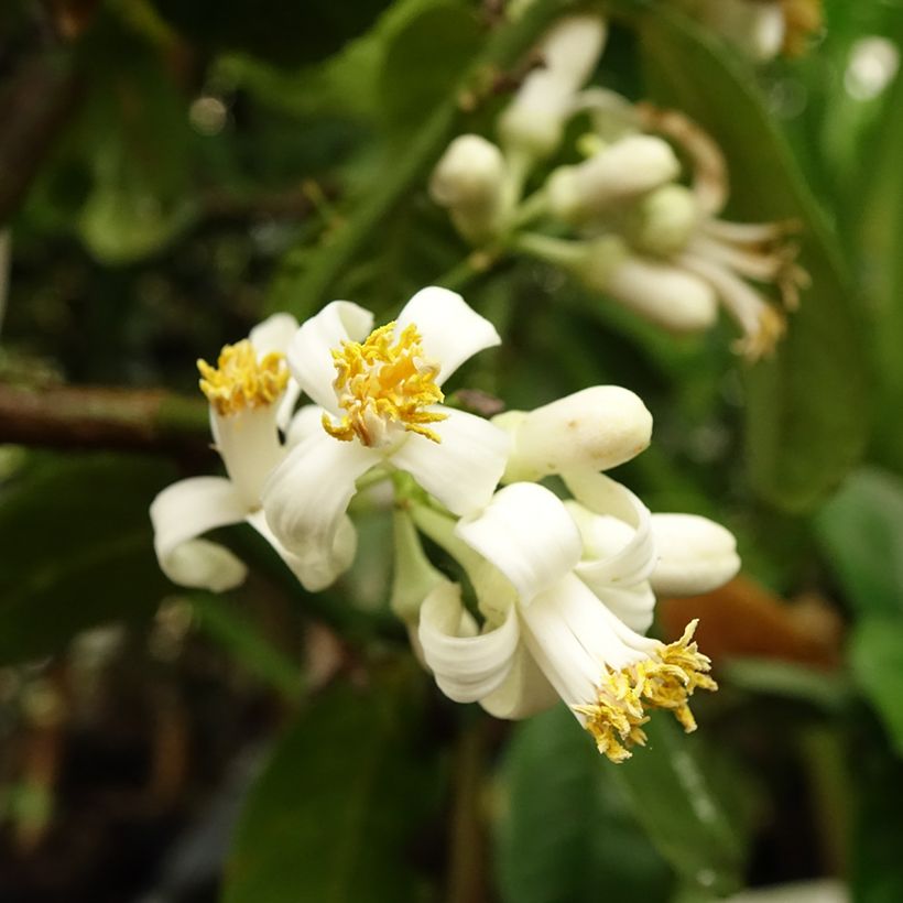 Maxima Citron - Citrus medica Maxima (Flowering)