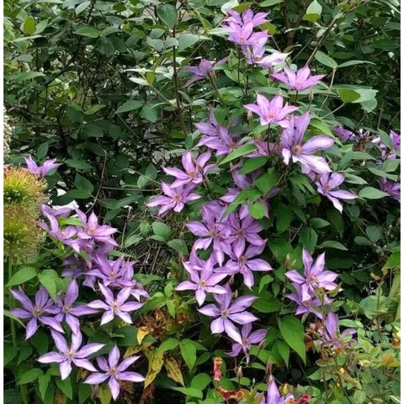 Clematis Dorothy Walton (Plant habit)