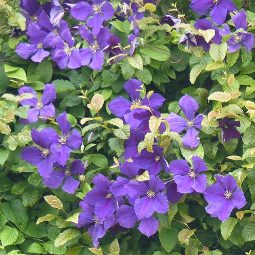 Clematis jackmanii - Clematis vine (Flowering)