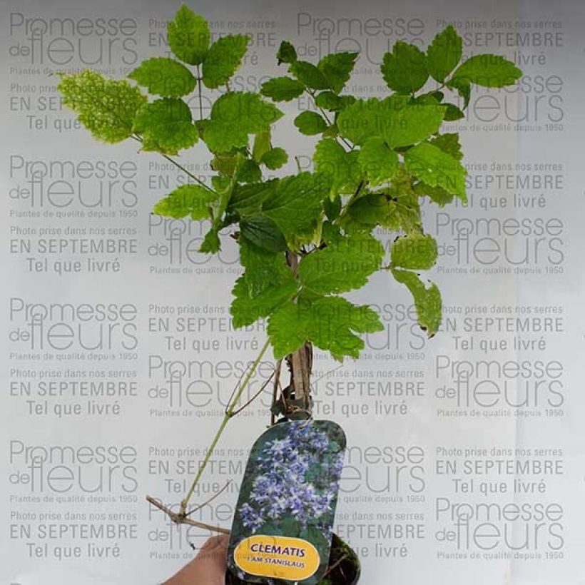 Example of Clematis heracleifolia Stanislaus 2L/3L potShipped height around 40/50cm specimen as delivered