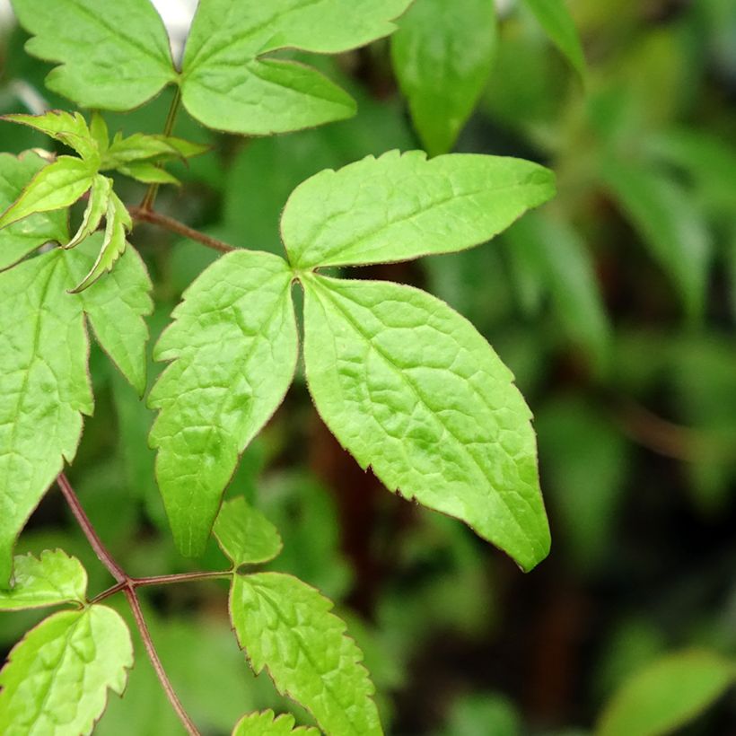 Clematis alpina - Alpine Clematis (Foliage)