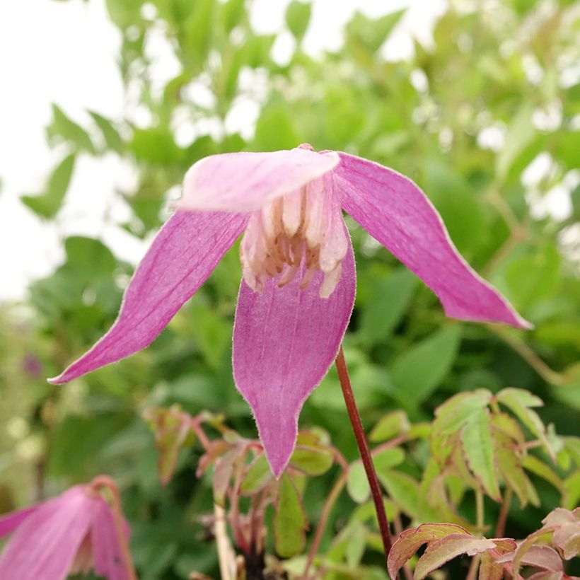 Clematis atragene alpina Ruby (Flowering)