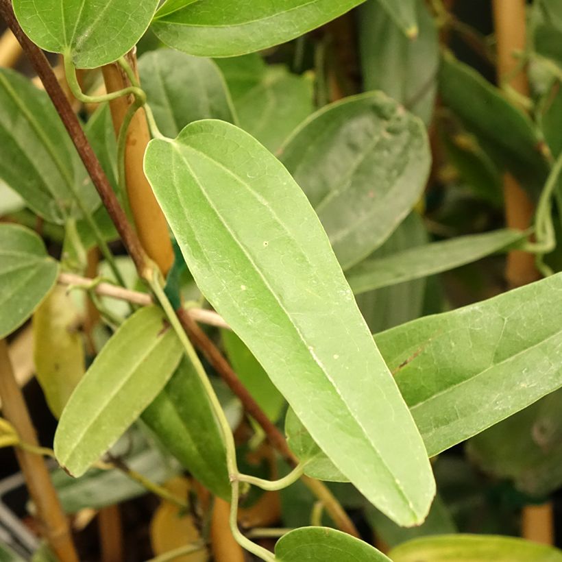 Clematis armandii Hendersonii Rubra - Evergreen Clematis (Foliage)