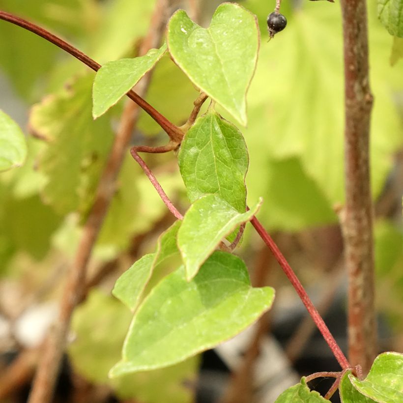 Clematis Cezanne (Foliage)