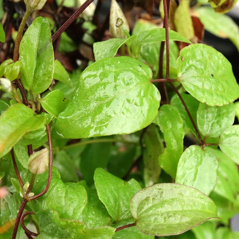 Clematis patens Comtesse de Bouchaud (Foliage)