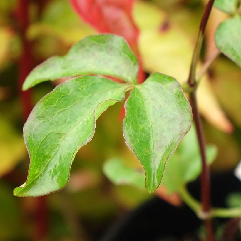 Clematis patens Dancing King (Foliage)