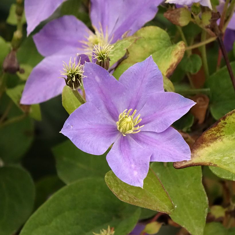 Clematis patens Fujimusume (Flowering)