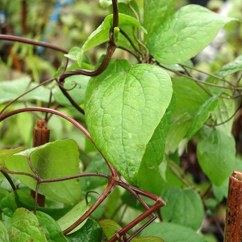 Clematis fusca  (Foliage)