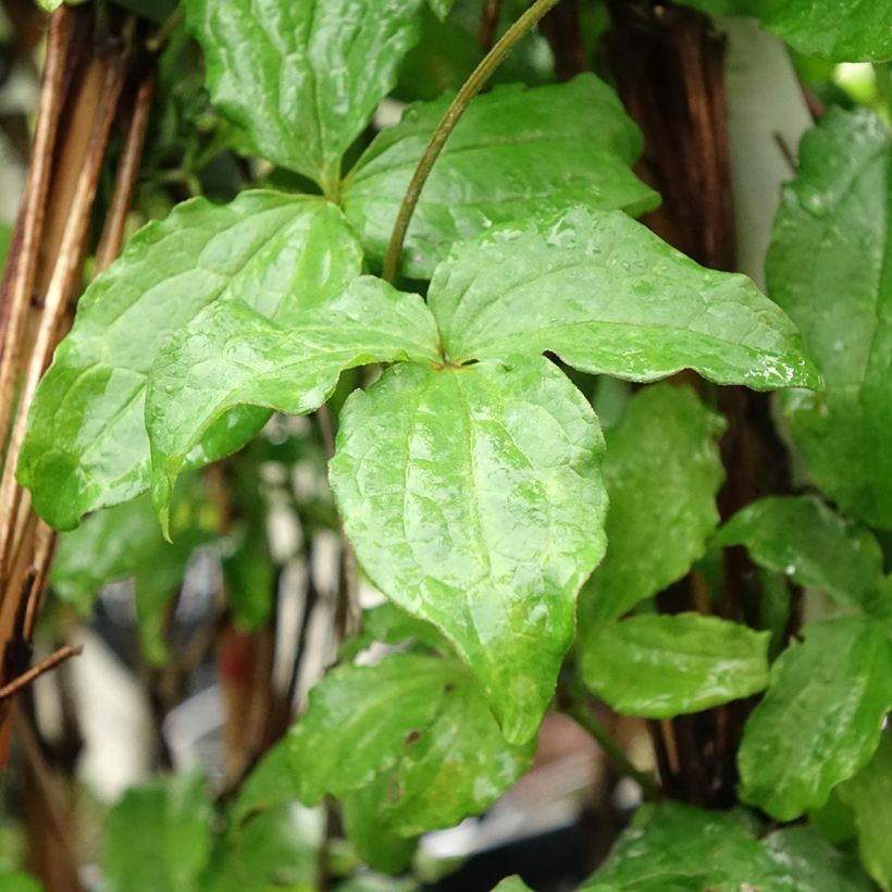 Clematis Jackmanii Purpurea  (Foliage)