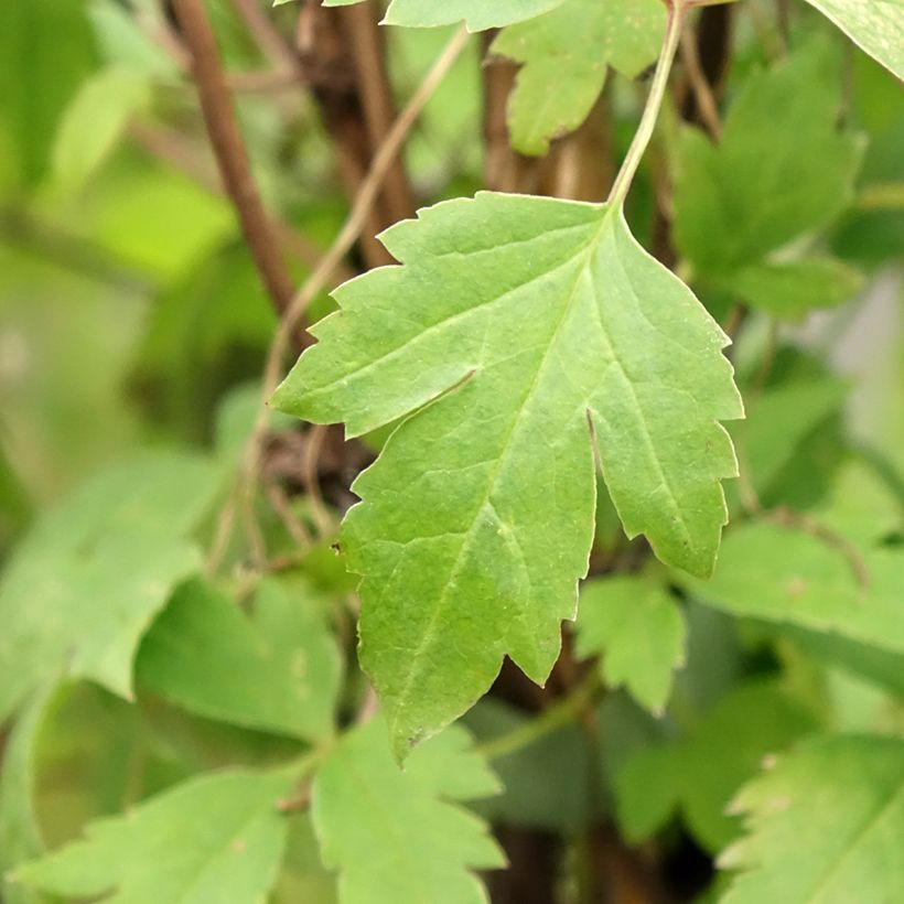 Clematis atragene macropetala Markham's Pink (Foliage)