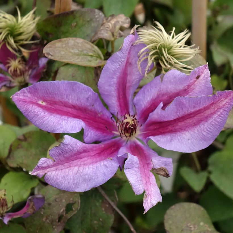 Clematis Mrs N. Thompson (Flowering)