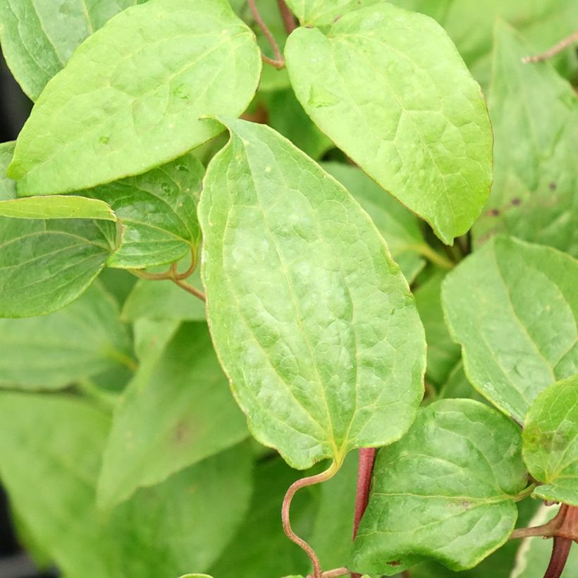 Clematis Multi Pink (Foliage)