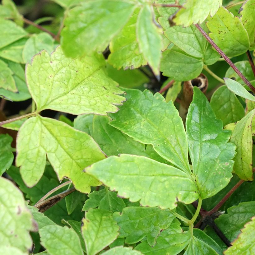 Clematis Octopus (Foliage)