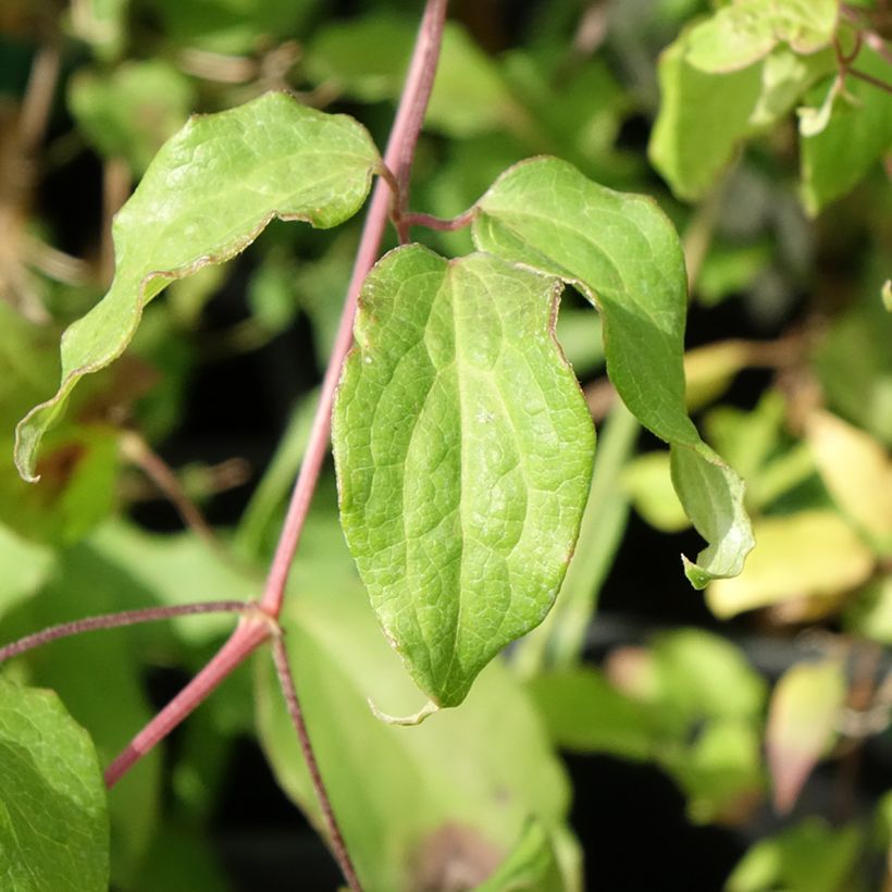 Clematis Picardy (Foliage)