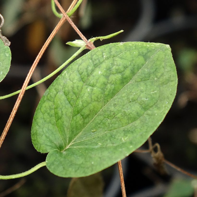 Clematis Red Star (Foliage)