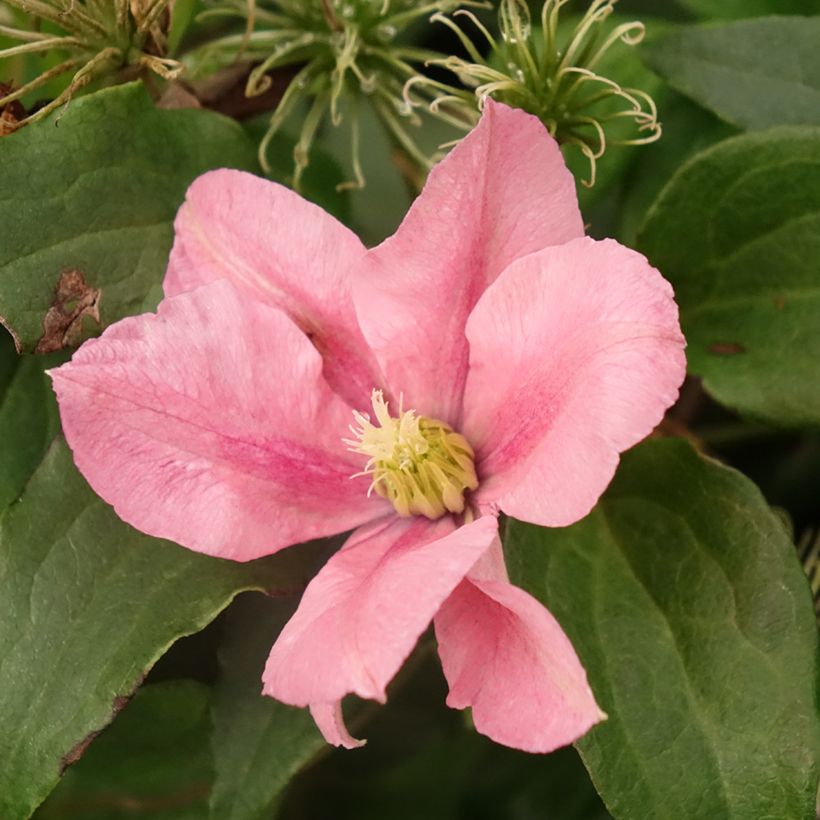 Clematis Rosamunde (Flowering)