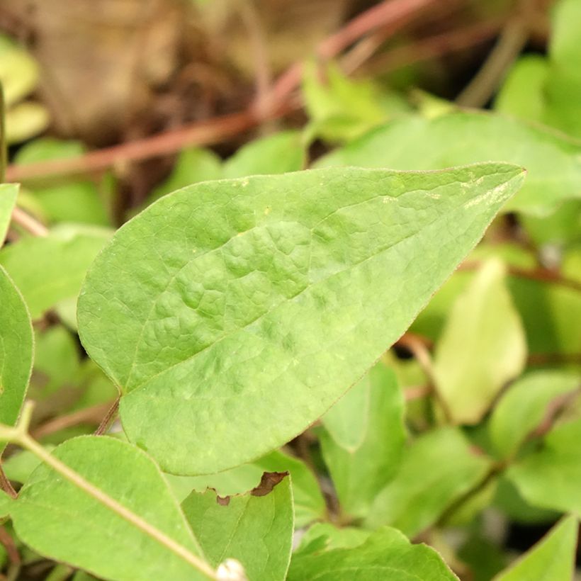 Clematis Sunset (Foliage)