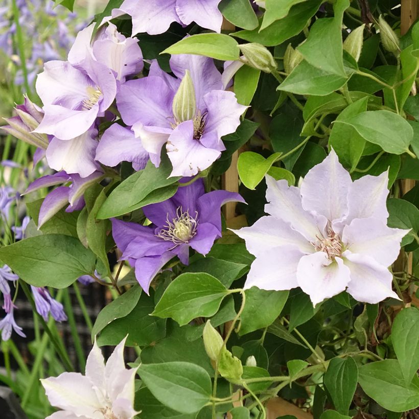 Clematis Three Sisters blue trio- The President, The Vagabond and Multi Blue (Flowering)