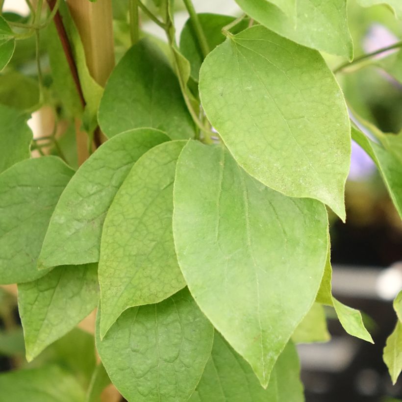 Clematis Three Sisters trio (Foliage)