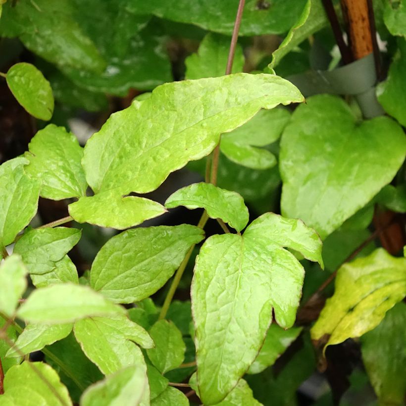 Clematis Black Prince (Foliage)