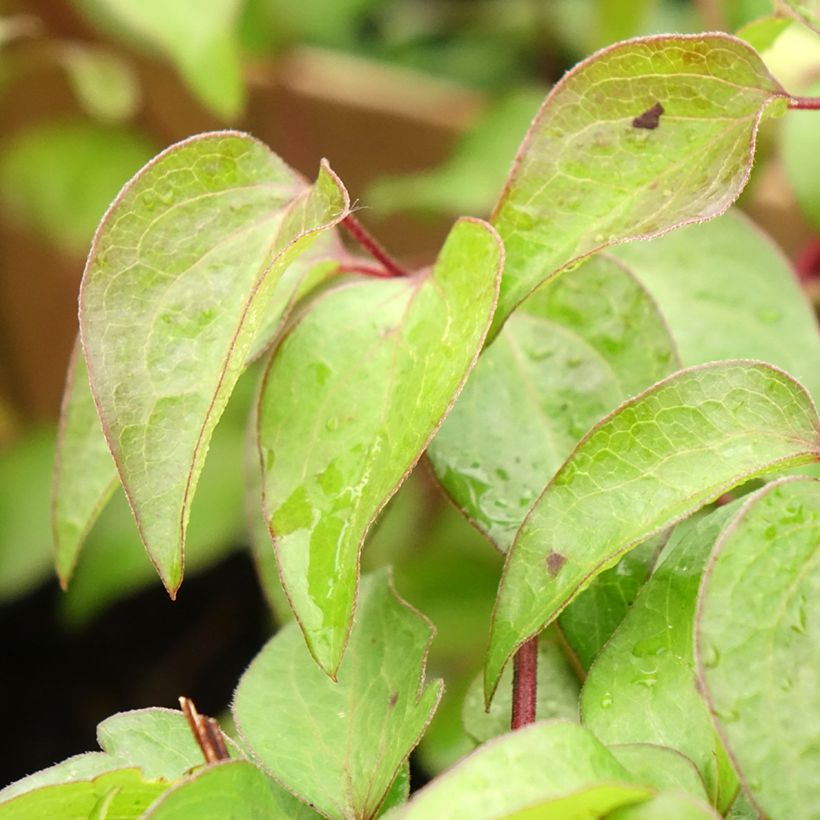 Clematis patens Vyvyan Pennell (Foliage)