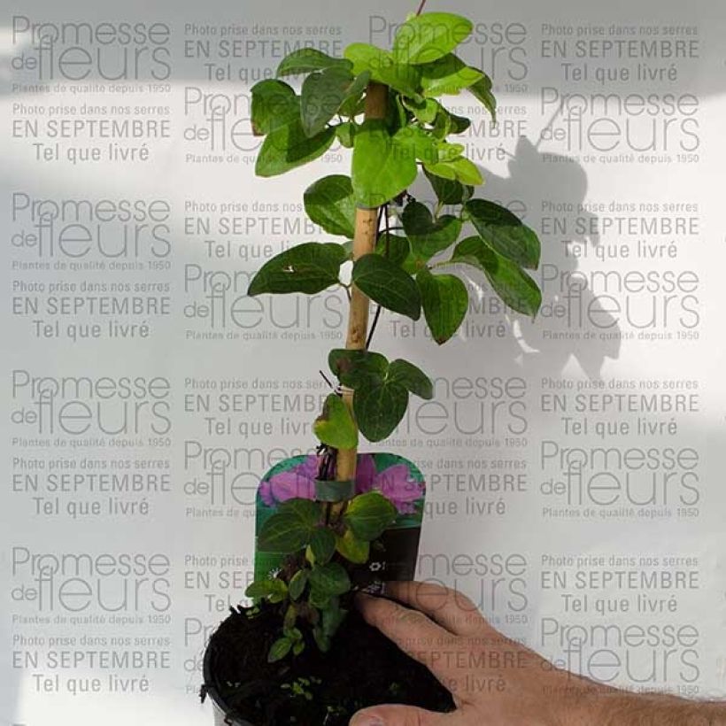 Example of Clématite - Clematis Hanagurama Pot de 2L/3L specimen as delivered