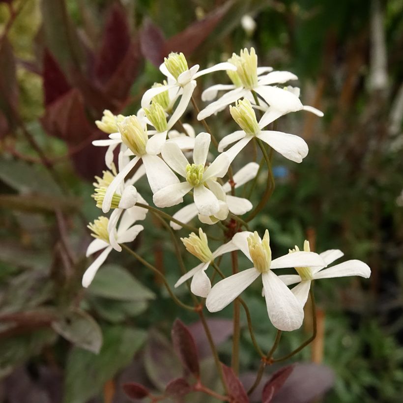 Clematis recta Purpurea (Flowering)