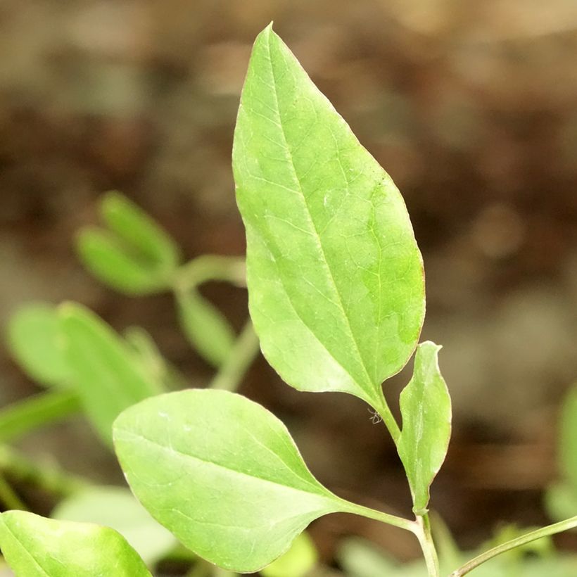 Clematis flammula - Virgin's bower (Foliage)