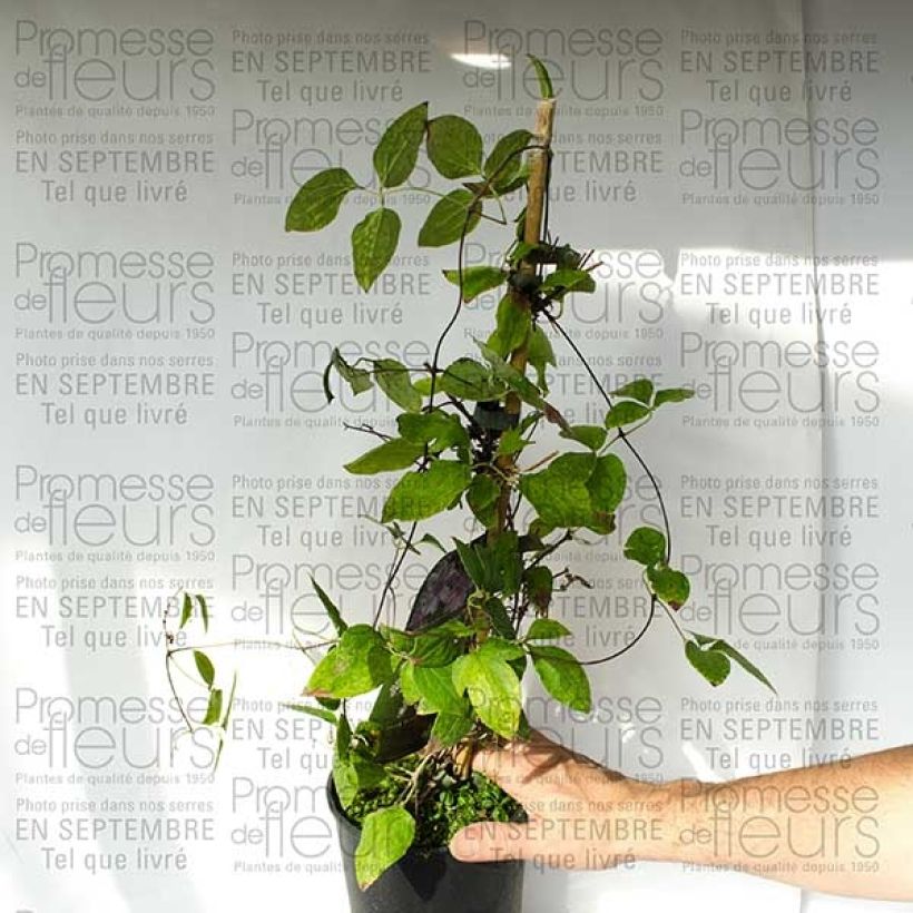 Example of Clematis Parasol  2L/3L potShipped height around 40/50cm specimen as delivered