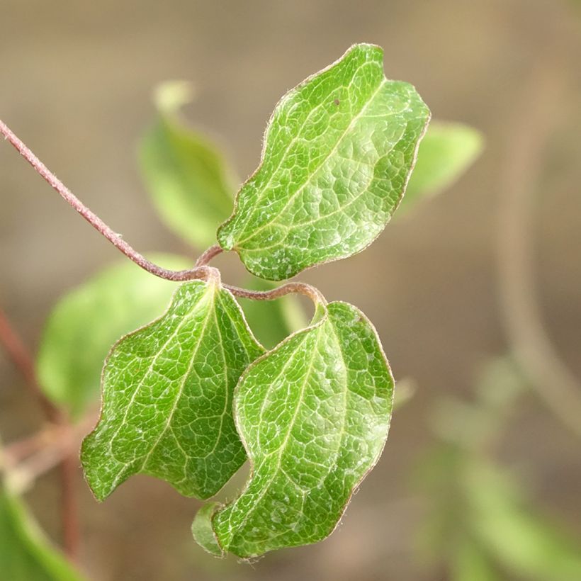 Clematis Saphyra Nancy  (Foliage)