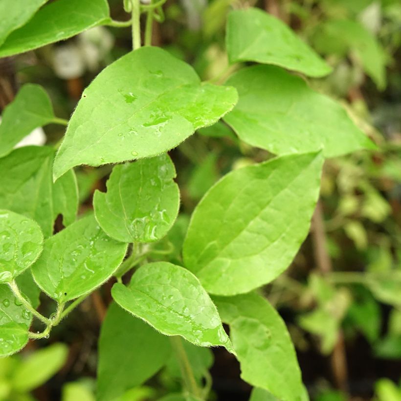 Clematis Sparkler (Foliage)