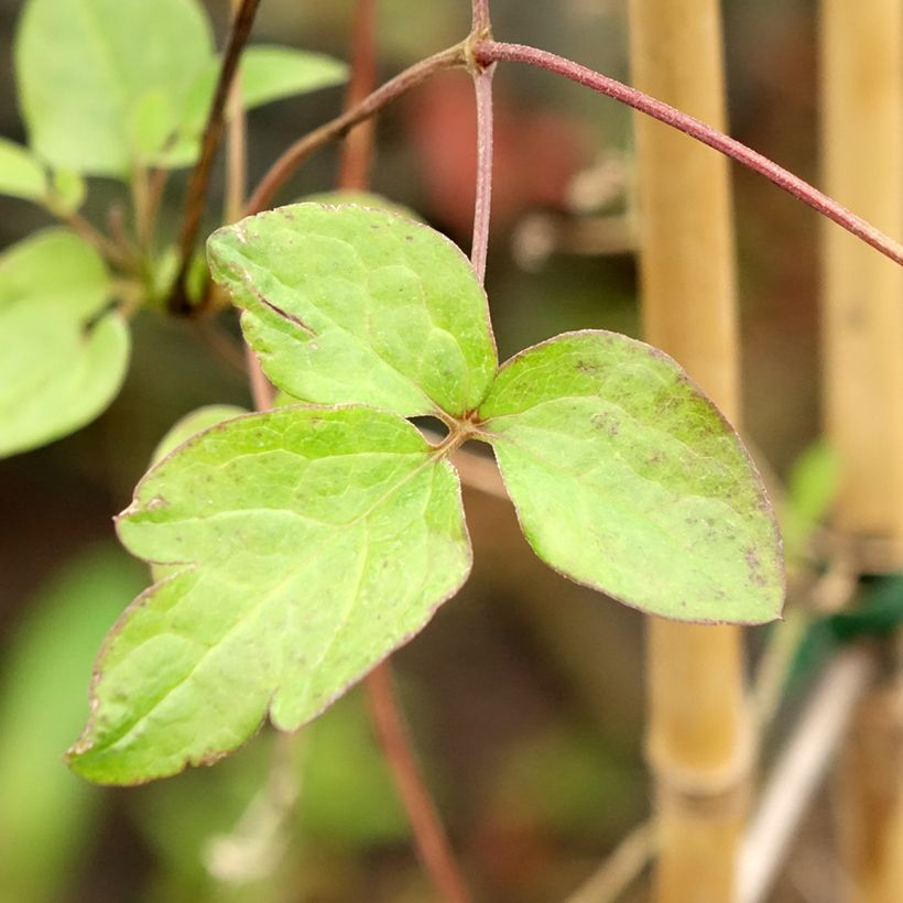 Clematis viticella John Howells - Italian Leather Flower (Foliage)