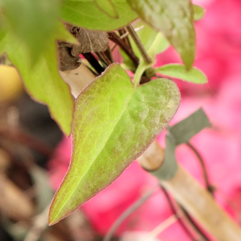 Clematis patens Viva la Vida  (Foliage)