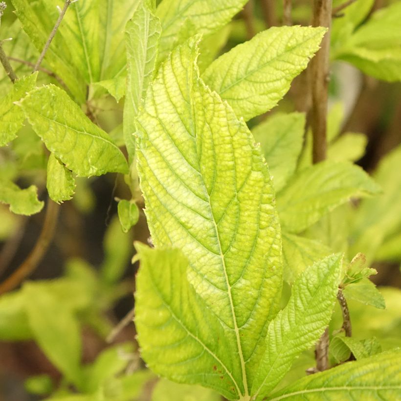 Clethra alnifolia Anne Bidwell (Foliage)