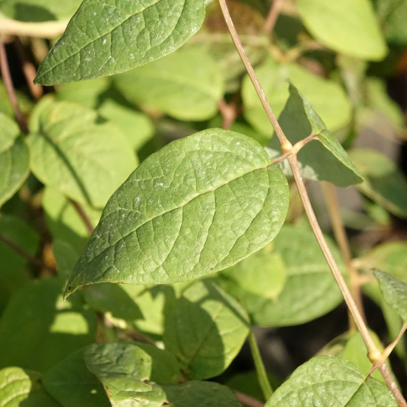 Clethra fargesii (Foliage)