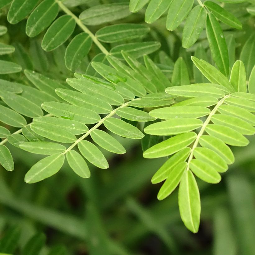 Clianthus puniceus Kaka King (Foliage)