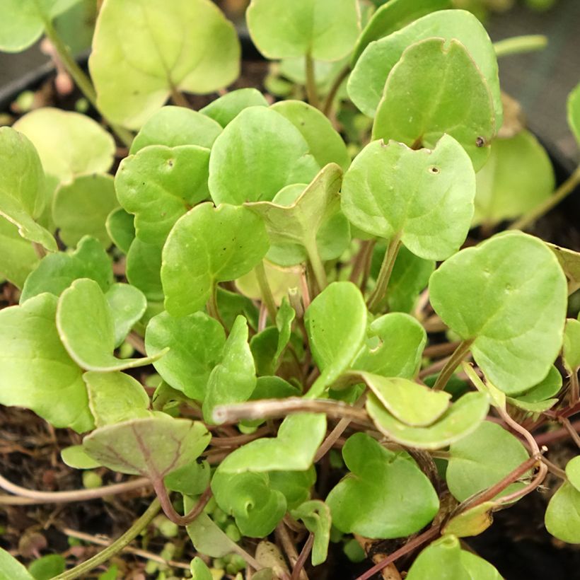 Cochlearia officinalis - Common Scurvygrass (Foliage)