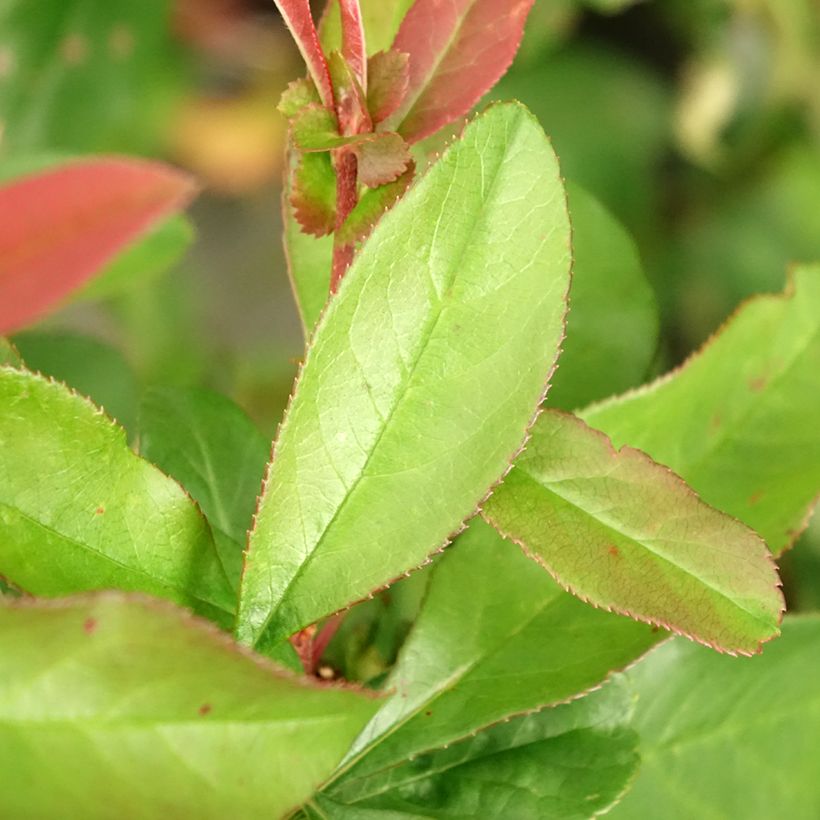 Chaenomeles speciosa Toyo-Nishiki - Flowering Quince (Foliage)