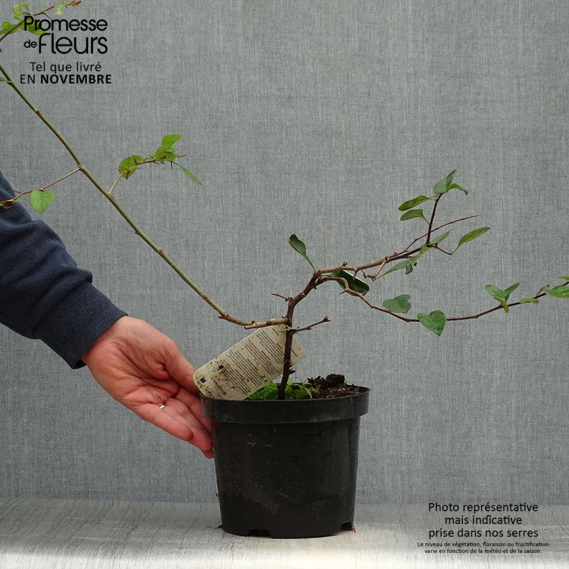 Cognassier du Japon - Chaenomeles x superba Etna Pot de 2L/3L sample as delivered in autumn