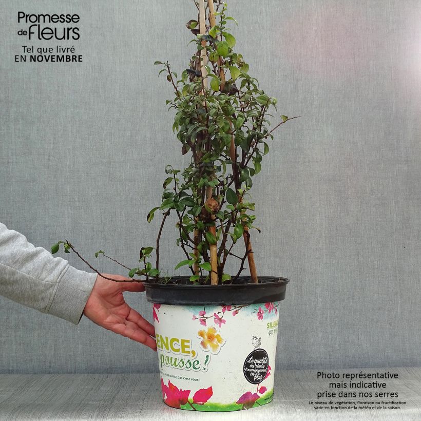 Cognassier du Japon Friesdorfer - Chaenomeles speciosa en pot de 7,5l/10l sample as delivered in autumn