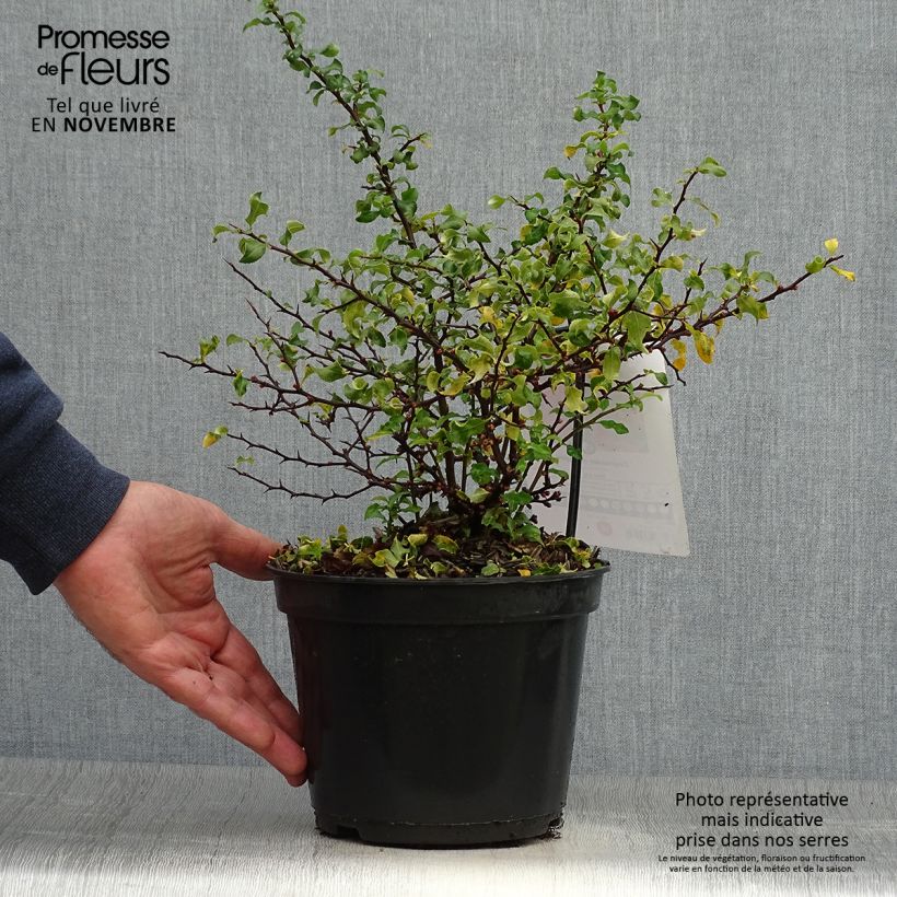 Cognassier du Japon Red Joy - Chaenomeles superba  Pot de 2L/3L sample as delivered in autumn