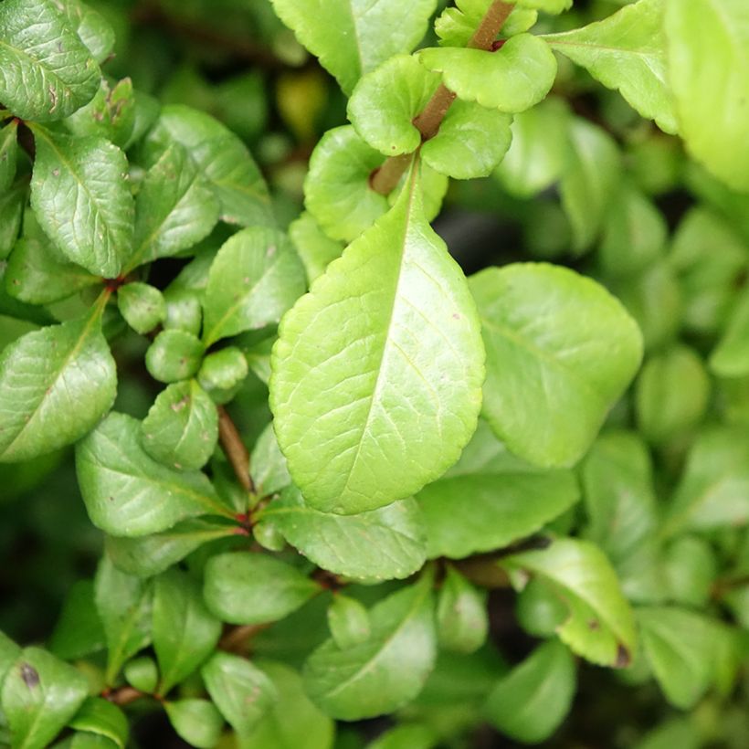 Chaenomeles japonica Sargentii - Flowering Quince (Foliage)