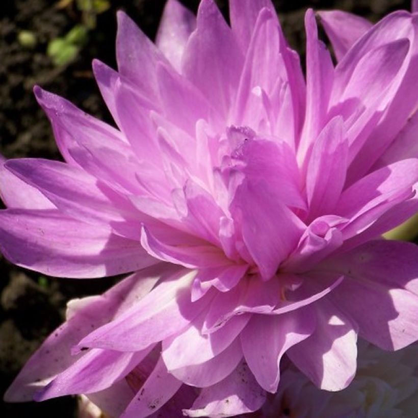 Colchicum automnale Waterlily (Flowering)