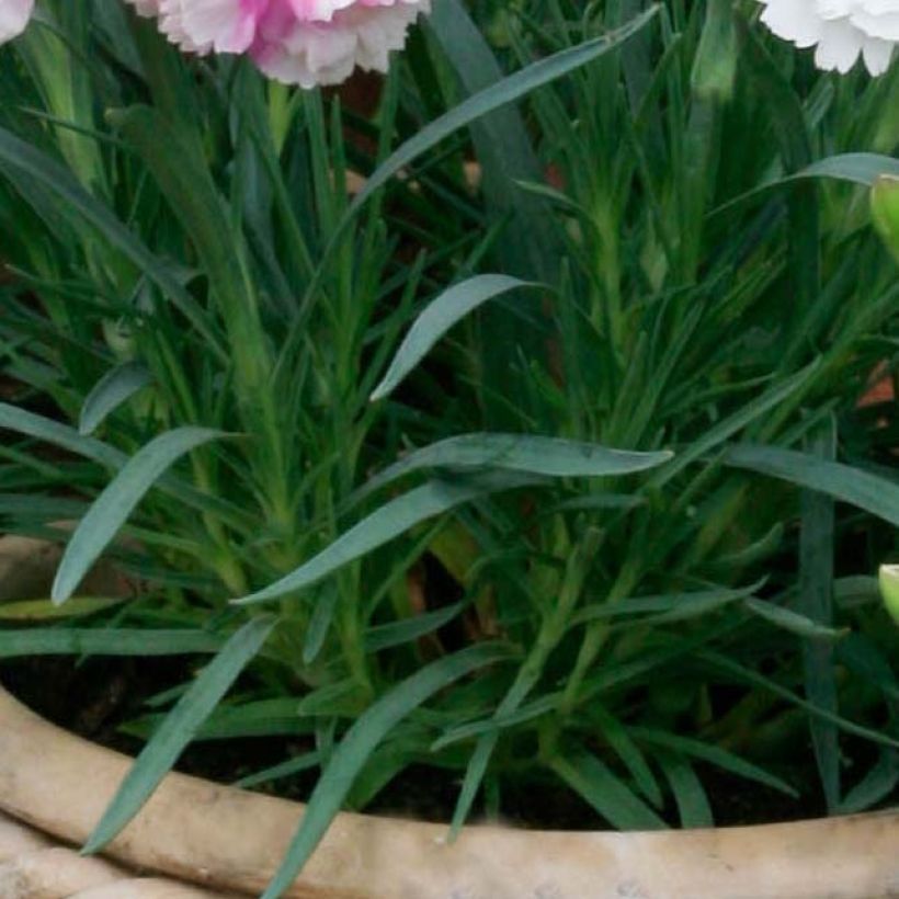 3 scented pinks collection (Foliage)